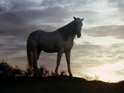 Tant qu’il y aura des chevaux