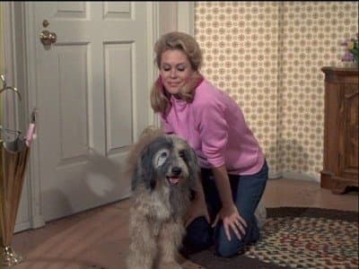Une vie de chien